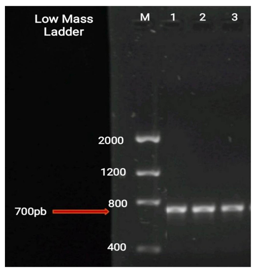 Fragmentos amplificados de 700 pb mediante PCR con los cebadores EF1 y EF2. M_ marcador de peso molecular (Low Mass Ladder) de 100 pb, muestras (1_ Fo.1; 2_ Fo.2 y 3_ Fo.3).