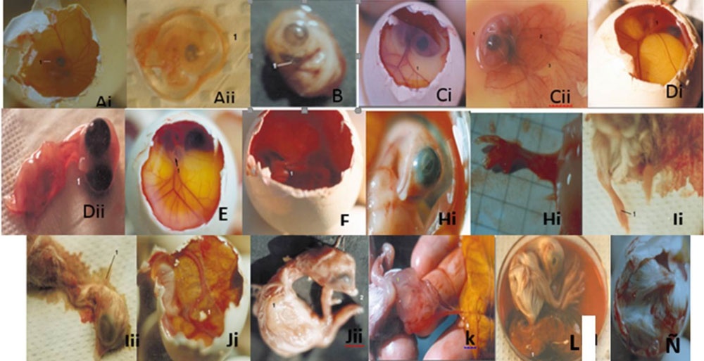 Período del desarrollo embrionario desde el quinto día hasta el 17mo día de incubación (A-Ñ). / Period of embryonic development from the fifth day to the 17th day of incubation (A-Ñ).